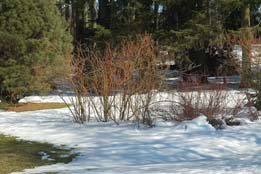 shrubs