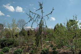 tree4